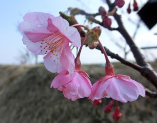 13.2.23埋立地の熱海桜？